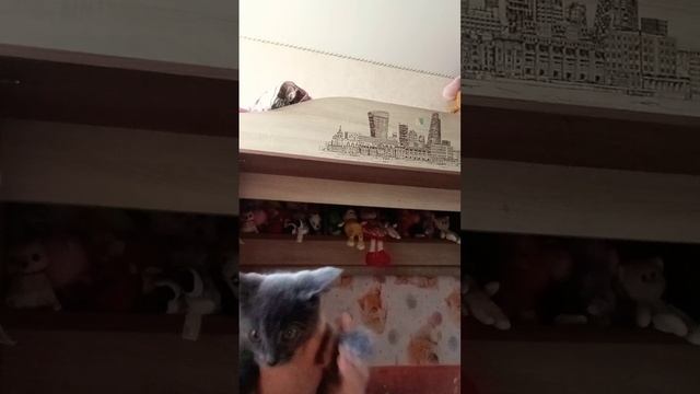 кот испугался. суп с котом.