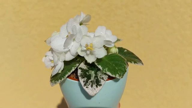 Напівміні фіалка Shirl's Snow Cone