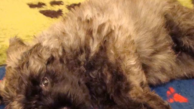 Щенки питомника Фемили Флайт