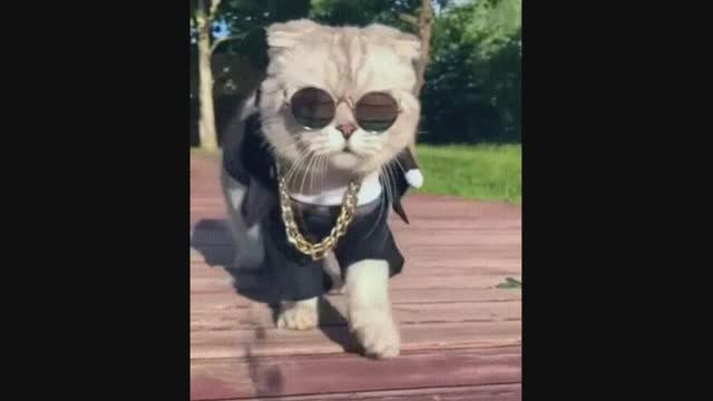 Песенка кота Базилио и лисы Алисы