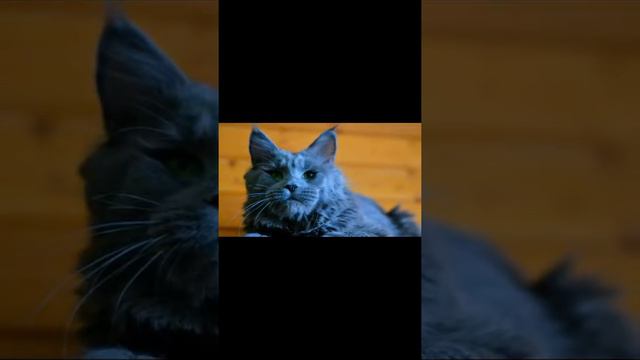Топ 5 самых больших кошек в мире