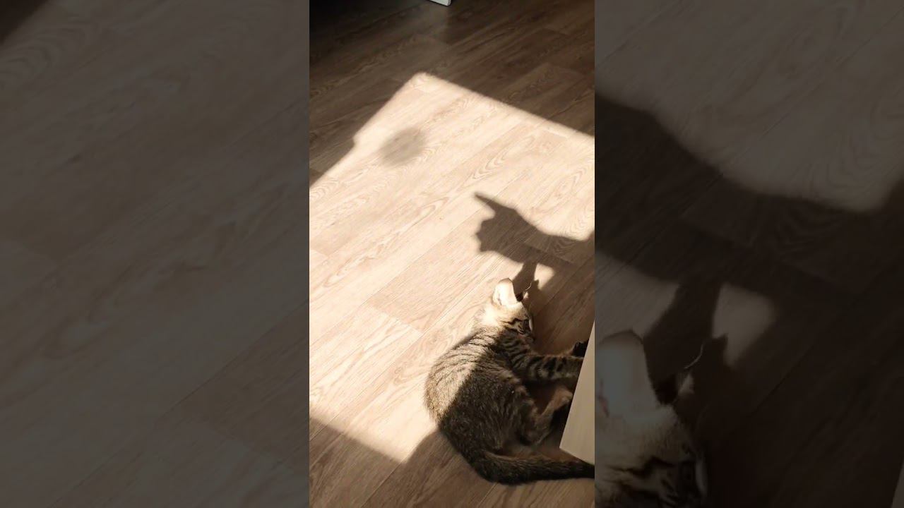 Котёнок Vs тень #cat