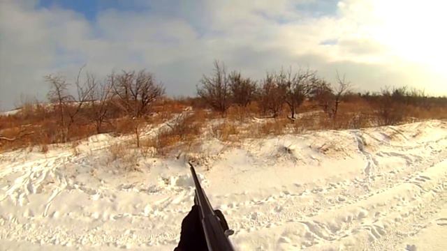 Русская гончая.Реальная охота.Часть1.