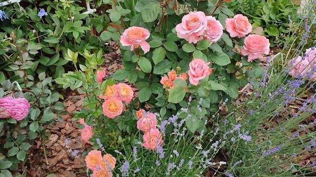 44baa119c38899d085b5ef57dc649244