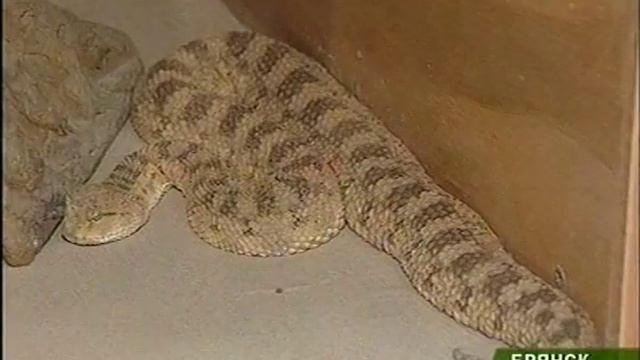 Тропическим животным