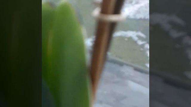 мне приснился сон что меня съел монстр ☠??