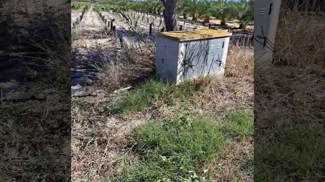 Как выращивают пальмы