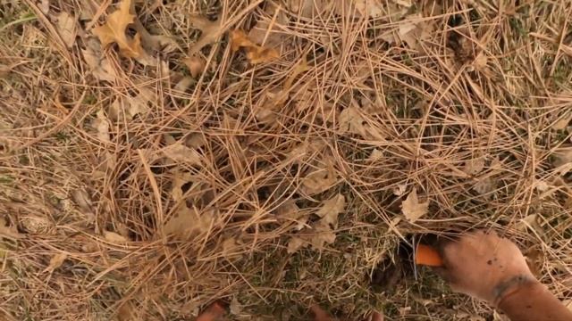 Minelab X-TERRA PRO Smacking Out Targets In Live Dig Metal Detecting!!!