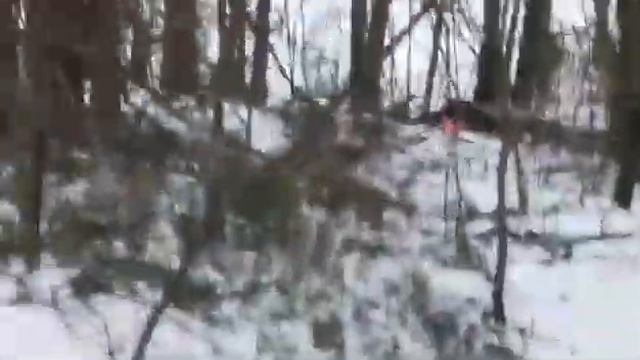 Покатались на санках, спуск с горы в дерево???