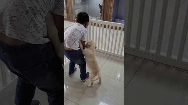 The First Meet #labrador #puppy #love #pet