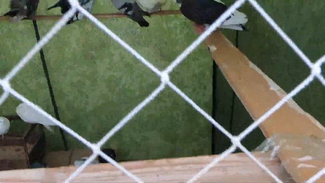 ярмарка голубей г. Энгельс 1 часть 30. 01.2021г.