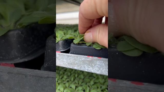 Baby Plant Plugs