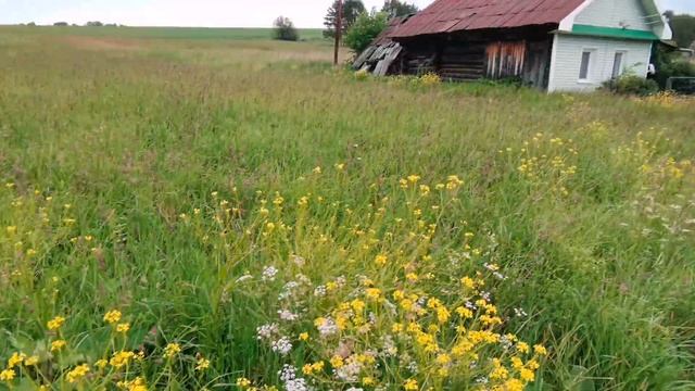 деревня Любимово Кунгурский район Пермский край 21.06.2023г.