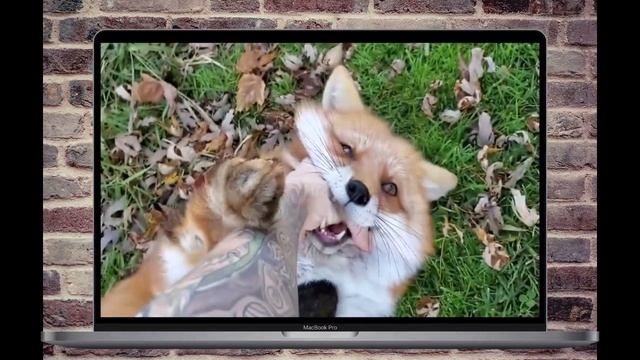 Мастер домашних работ