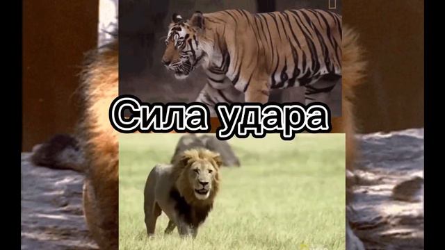Тигр против льва!