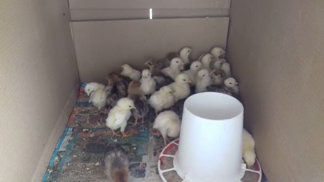 Кормление и пропой цыплят в домашних условиях