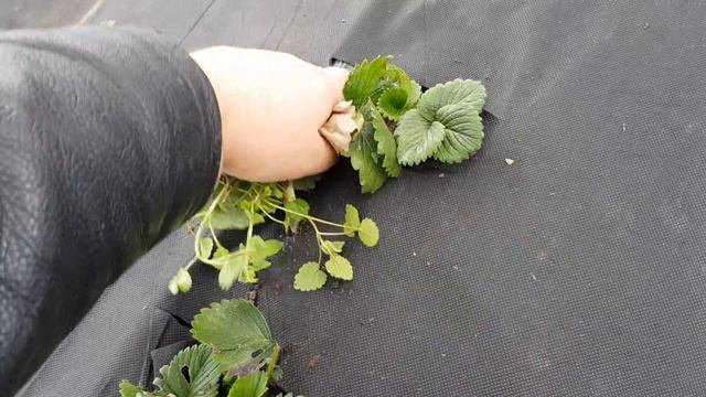 Клубника в теплице. Первое что надо сделать после зимы.