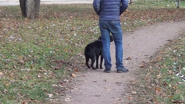 Дрессировка шарпея. Http://dogclass.ru/