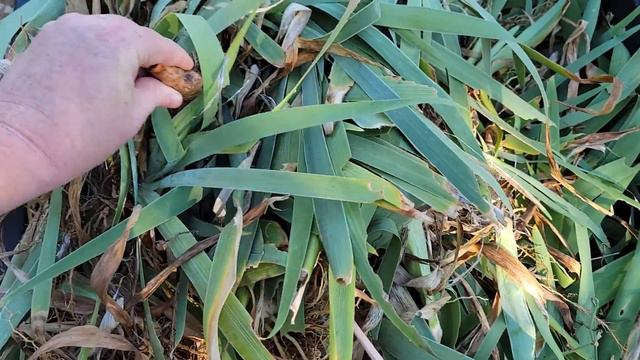 Raised Bed Makeover | Pulling Gladiolus Corms | Planting Iris Rhizomes | Arco Iris Ranch