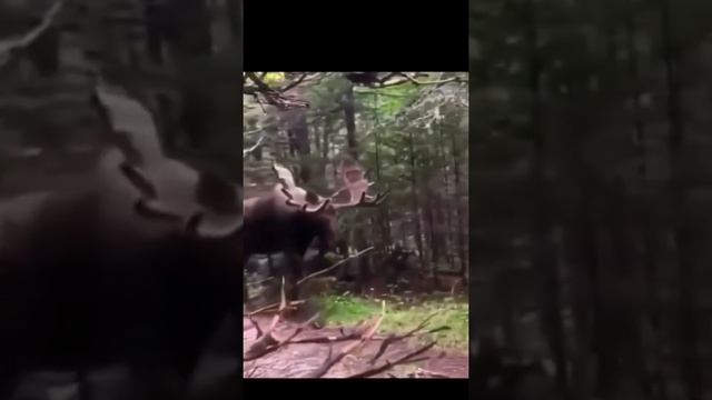 Лось в лесу