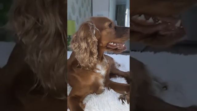 заказ Эдит (английский кокер-спаниель)