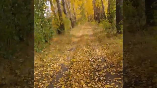 Наша аллея в районе дачи.