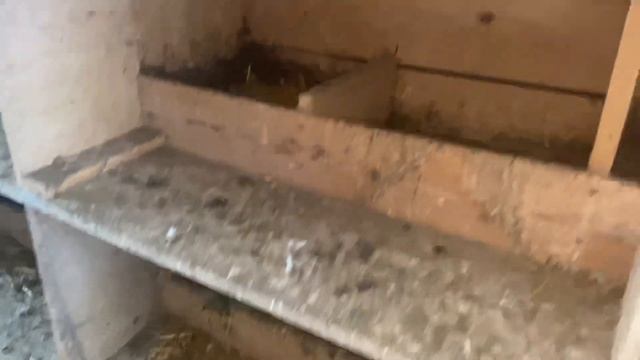 Голуби начали нести яйца!!!