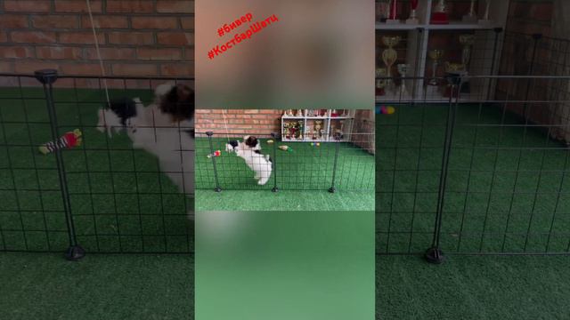 Микро девочка бивер Костбар Шатц Мирцелла 😍 будет около 1,5 кг #бивер #биверщенки #купитьбивера