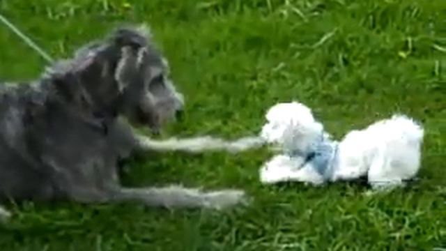 Irish Wolfhound And Maltese Puppies Make Friends