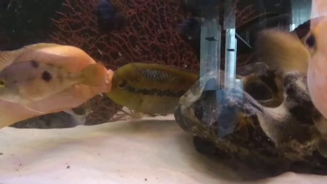 Цихлазома Сальвини Vs цитроновая