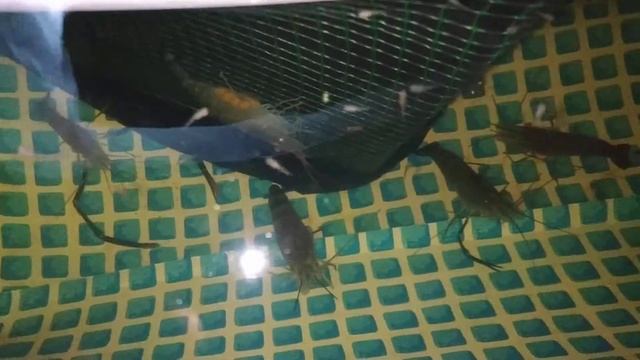 выращивание креветки Розенберга