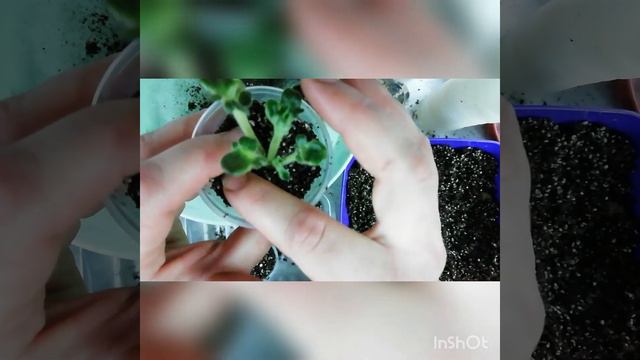 Відсадка дітки фіалки від листа Розмноження фіалок