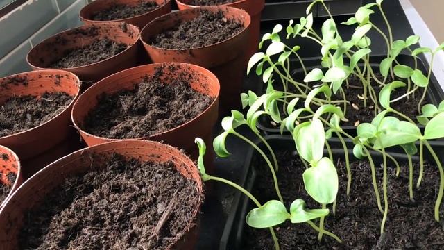 How To Transplant Cucumber And Long Beans Plants || কিভাবে শসা ও বরবটির চারা স্হানান্তর করা হয়