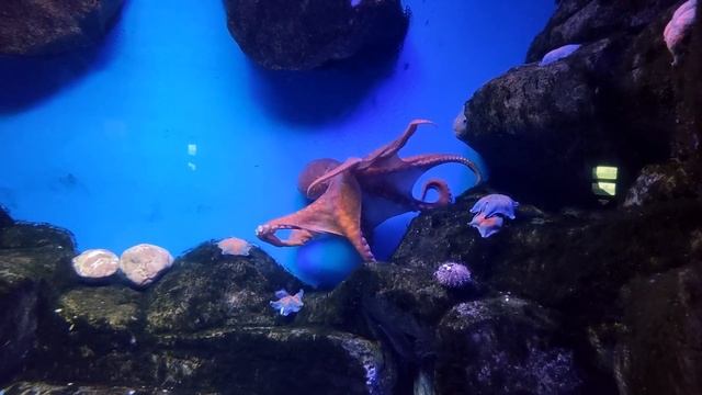 Москвариум. 5 часть. Крабы и осьминог.