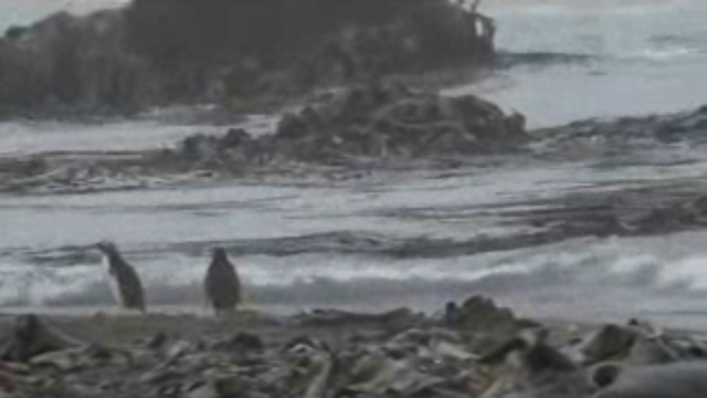 DEEP FOREST NOONDAY SUN