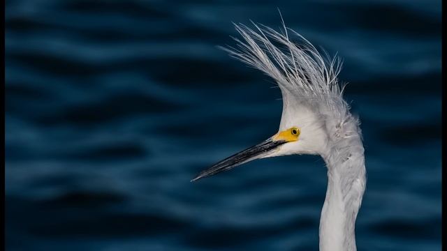 Nikon D850  GRIP  9FPS Captures Glorious Detail and Incredible Action