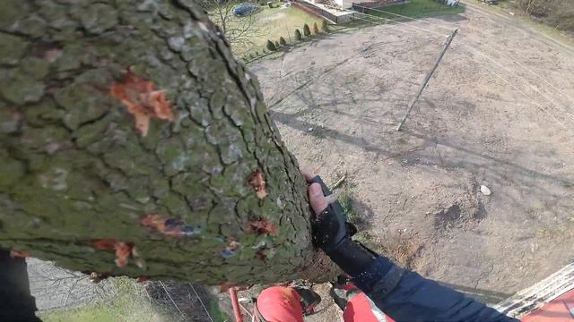 Высокое напряжение, срезка сосны, вырвало пилу, неудача