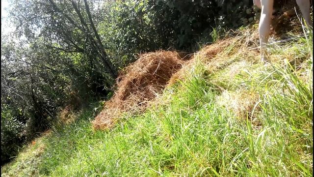 Ежиха и ежата  на даче