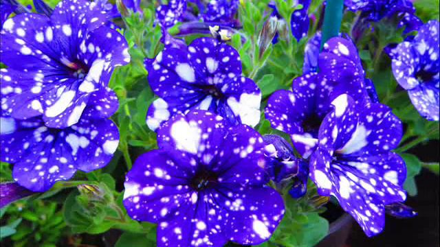 見上げてごらん 夜の星を。  Covered  By  Masaring