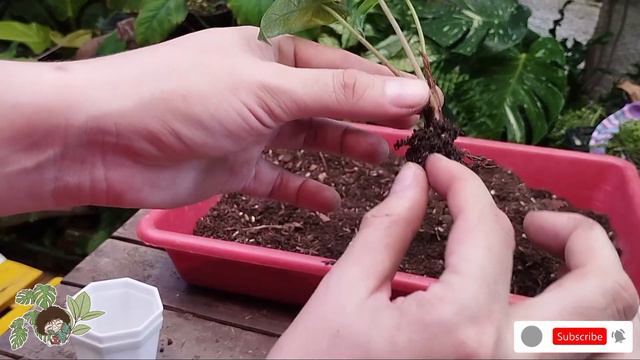 Salvando Mis Alocasias: Trasplante De Emergencia