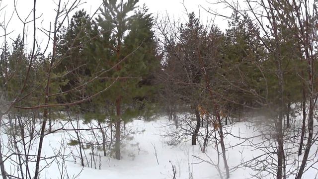 Охота на зайца с русской пегой гончей