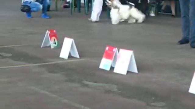 07.09.13.Минск.САСIB. DELONJI GRAND KENZO