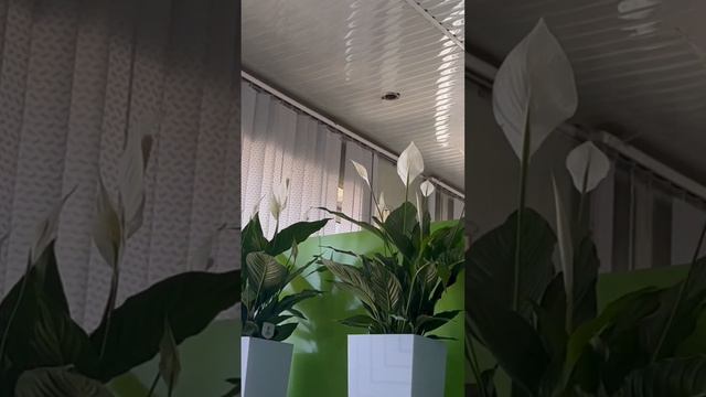 Спацифиллум женское счастье айол бахти