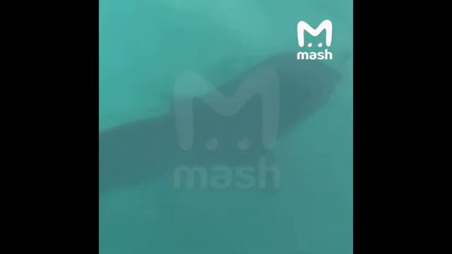 ТА ЛИ АКУЛА БЫЛА ПОЙМАНА в Хургаде, которая 8 июня заживо растерзала россиянина?