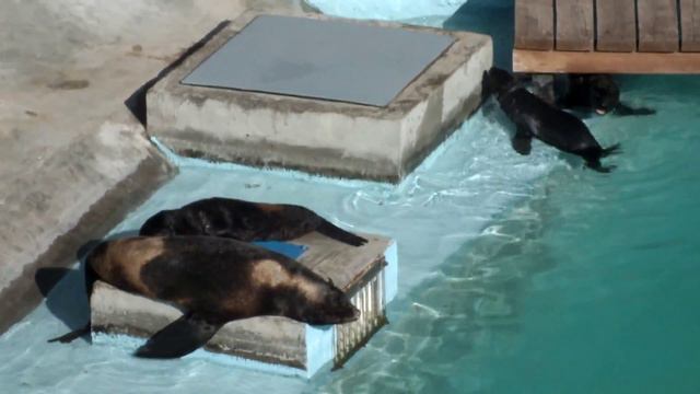 Ижевский Зоопарк, 16 Июля 2013 Года - 014