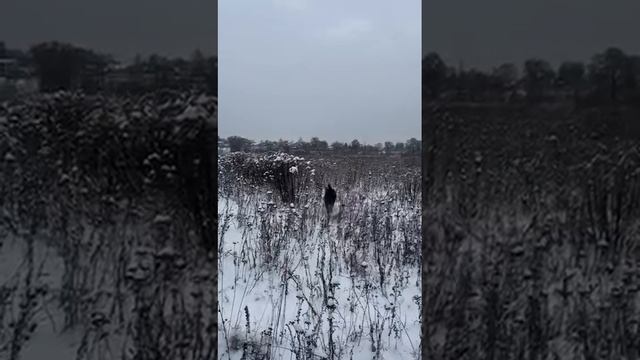 Локи … жизнь с богом огня хитрости и коварства#can