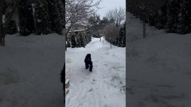Спартанские игры ризеншнауцера #riesenschnauzer #ризеншнауцер #dog #giant #자이언트 #2024