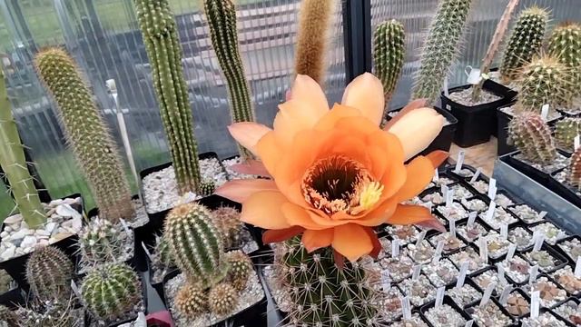 Cf228f60cfc6d988bdf4c4408f1858fb