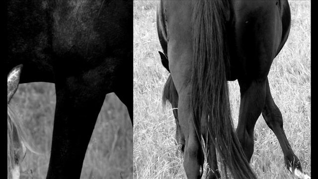 RUSSIAN HORSES - Modern Art Photography