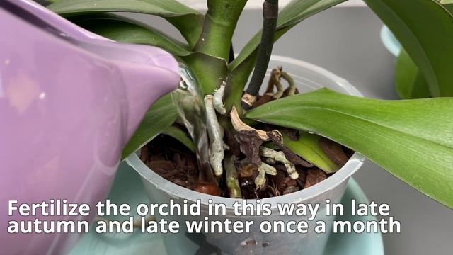 Unglaublich! Die Orchidee Blüht Das Ganze Jahr über Prächtig! Ein Ganz Einfacher Weg!